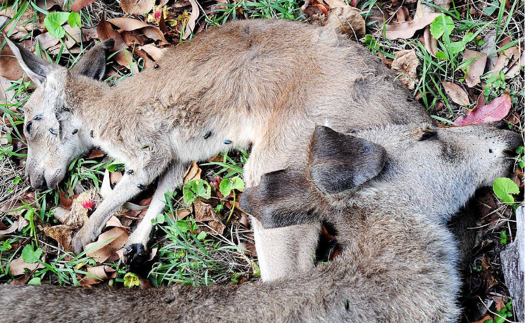 Kangaroo carcasses were left strewn across the paddock following the shooting. Kangaroo carcasses were left strewn across the paddock following the shooting.